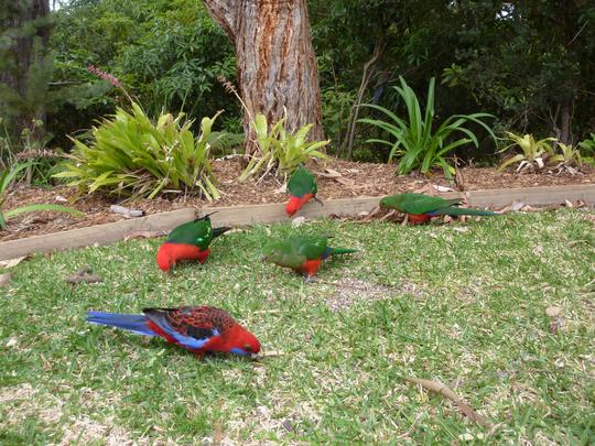 Beautiful native birds